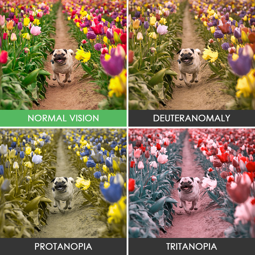 The same picture of a pug running through a field of tulips repeated four times. Three of the pictures have been edited to represent how an individual with certain types of color blindness would see the photo. The types of color blindnesss represented are Deuteranomaly, Protanopia, and Tritanopia.